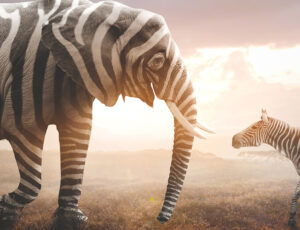 Ein Zebra und ein Elefant mit einem Zebramuster stehen sich gegenüber