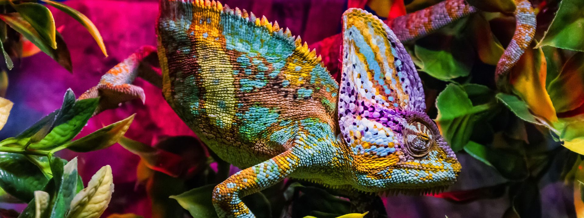 Chameleon in bunten Farben