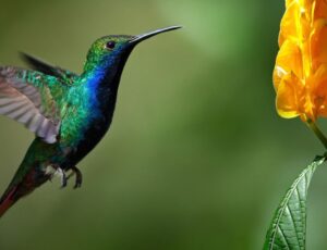 Kolibri fliegt auf Blüte zu